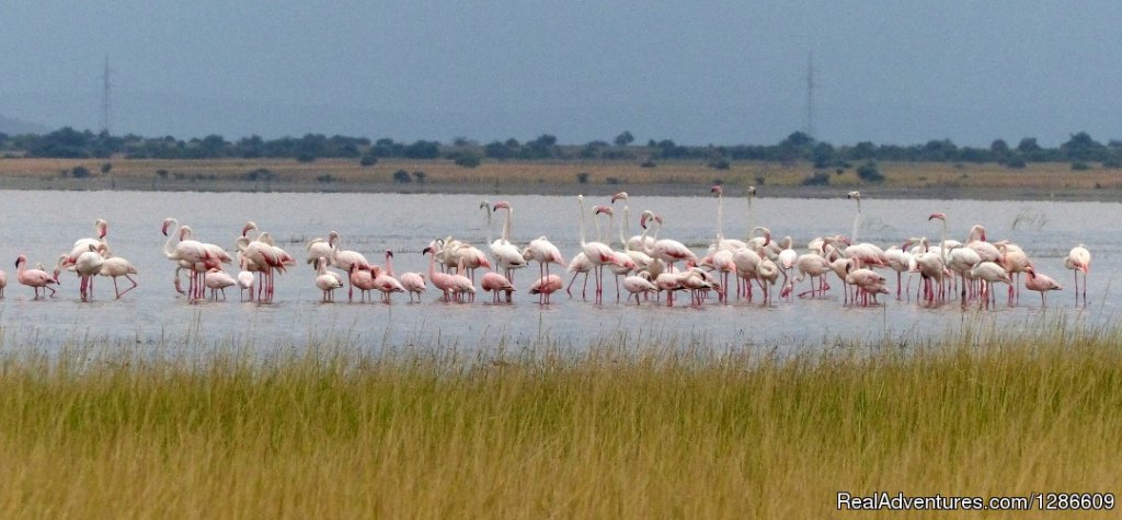 Flamingos | 5 Days Manyara Np, Serengeti Np And Ngorongoro | Image #10/11 | 