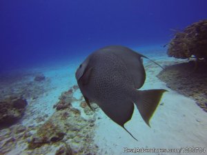 Koox Diving Cozumel | Quintana Roo, Mexico | Scuba Diving & Snorkeling