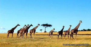 Amazing Kenya Safari