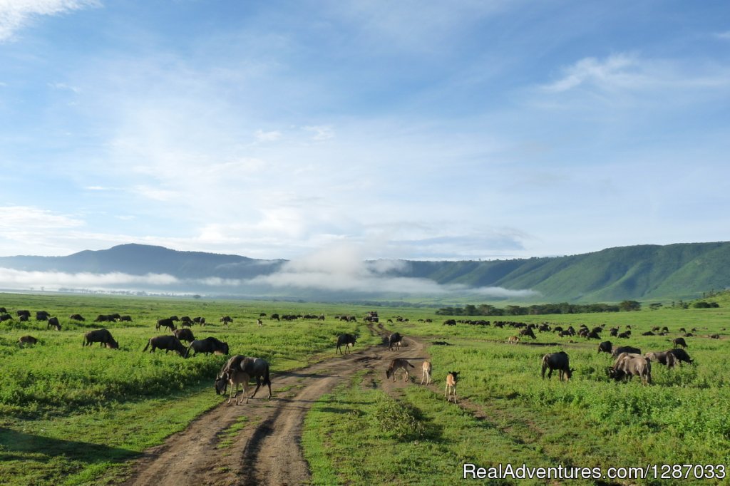 Ngorongoro Crater | Ngorongoro Crater Day Trip | Arusha, Tanzania | Wildlife & Safari Tours | Image #1/1 | 