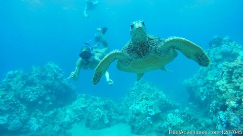 Snorkel Cruise To Turtle Town Maui