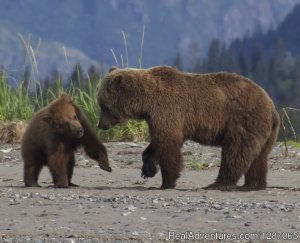 Bear Viewing In Alaska | Homer, Alaska | Eco Tours