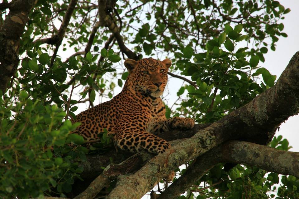 21 Days Kenyan diversity budget safari | Nairobi, Kenya | Wildlife & Safari Tours | Image #1/1 | 