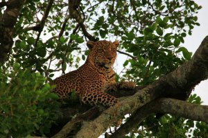 21 Days Kenyan diversity budget safari | Nairobi, Kenya | Wildlife & Safari Tours
