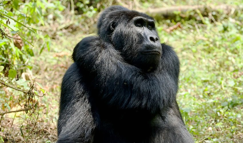 Unrivaled 3 day Gorilla trekking & Cultural tours | Image #5/9 | 