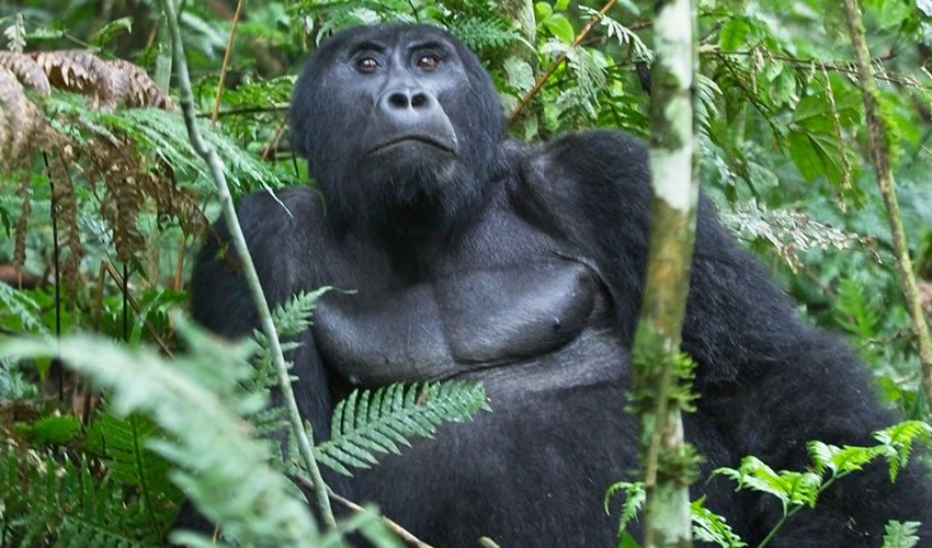 Unrivaled 3 day Gorilla trekking & Cultural tours | Image #3/9 | 