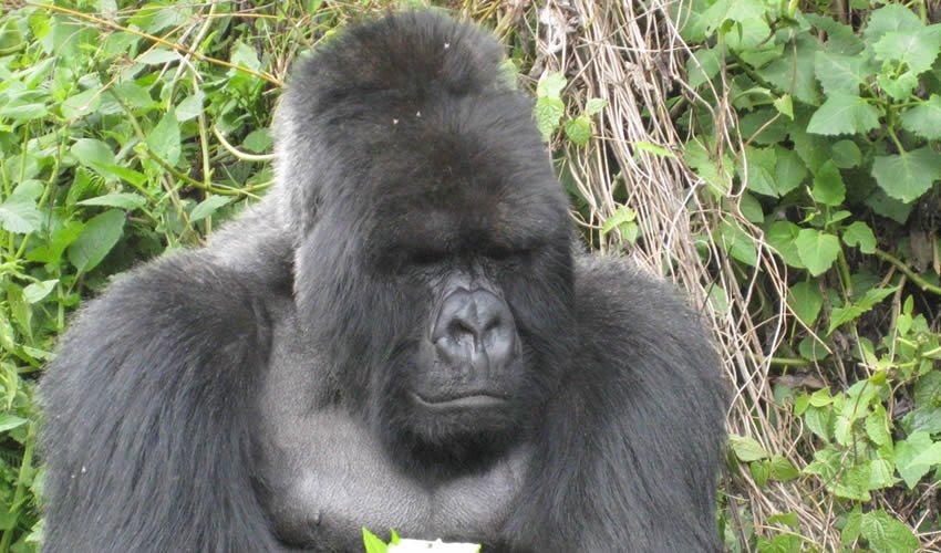 Unrivaled 3 day Gorilla trekking & Cultural tours | Image #6/9 | 