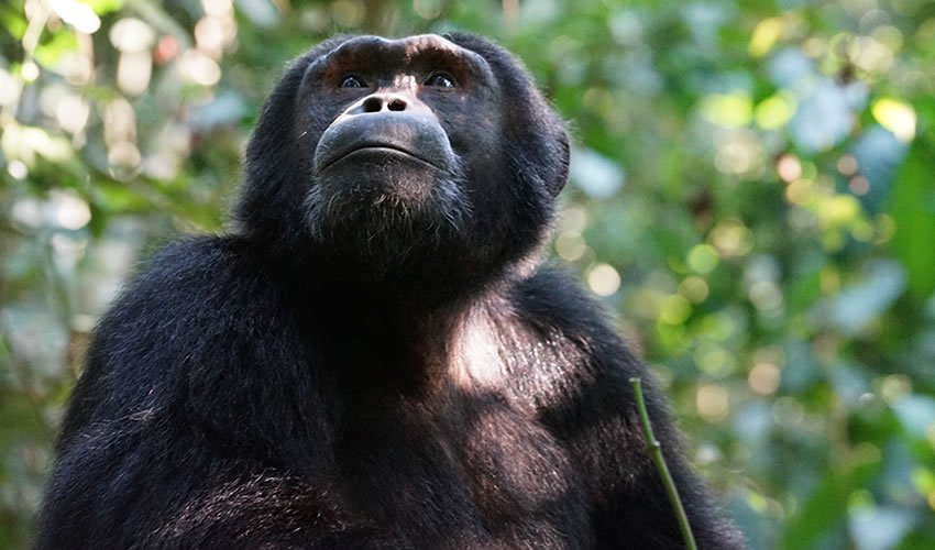 Unrivaled 3 day Gorilla trekking & Cultural tours | Image #7/9 | 