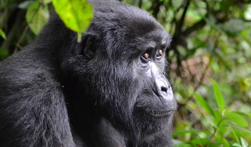Unrivaled 3 day Gorilla trekking & Cultural tours | Rwanda, Rwanda | Wildlife & Safari Tours | Image #1/9 | 