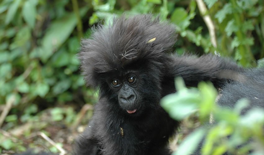 Unrivaled 3 day Gorilla trekking & Cultural tours | Image #8/9 | 