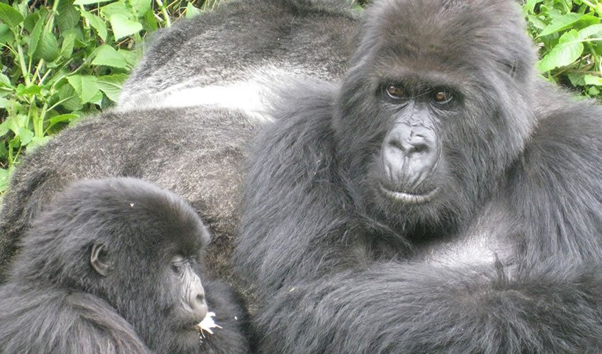 Unrivaled 3 day Gorilla trekking & Cultural tours | Image #9/9 | 