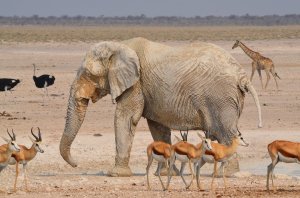 3 Days Etosha National Park Wildlife Tour -Camping | Windhoek , Namibia Wildlife & Safari Tours | Great Vacations & Exciting Destinations