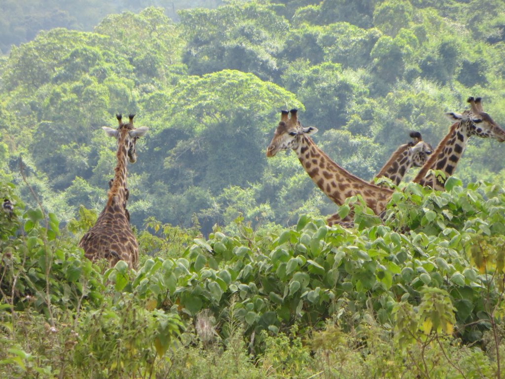 4 days Romantic Destinations holiday | Arusha, Tanzania | Wildlife & Safari Tours | Image #1/6 | 