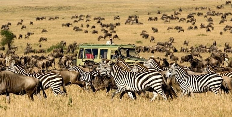 Serengeti Migration Safari | Safari Lift Africa | Image #2/3 | 