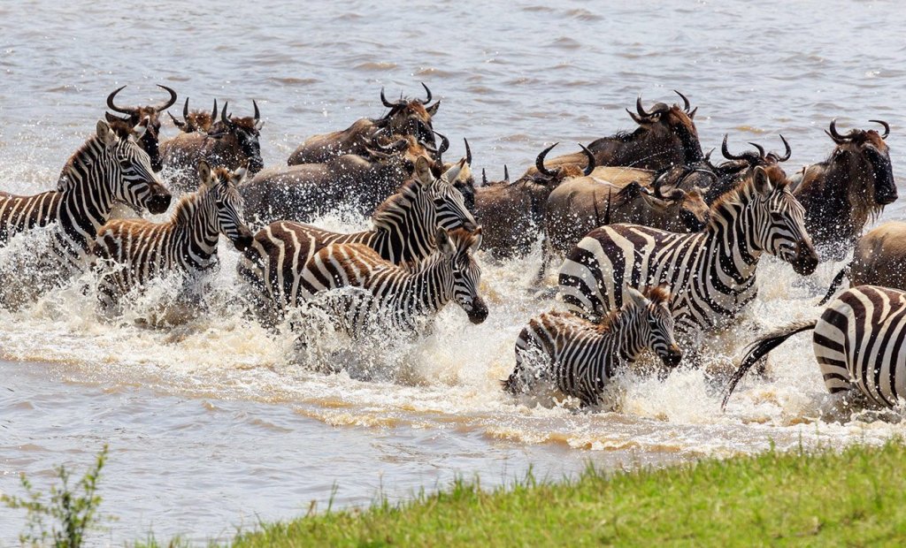 4 Days Serengeti Great Migration Safari Of Tanzania | 4 Days Serengeti Great Migration Safari | Arusha, Tanzania | Wildlife & Safari Tours | Image #1/2 | 