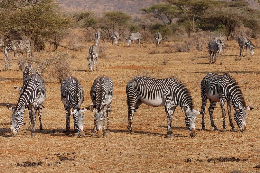 4 Days Masai Mara | Nairobi Kenya, Kenya | Wildlife & Safari Tours | Image #1/4 | 