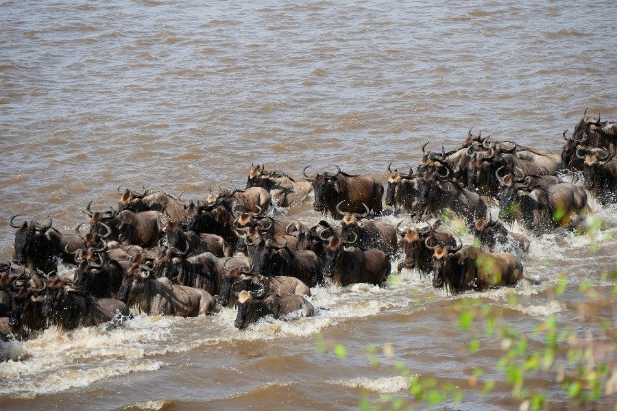 4 Days Masai Mara | Image #3/4 | 