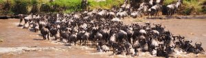 Exploring The Masai Mara | Nairobi, Kenya Wildlife & Safari Tours | Great Vacations & Exciting Destinations