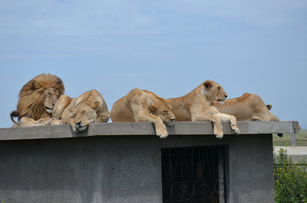 4 day majestic northern Tanzania safari | Arusha, Tanzania | Hotels & Resorts | Image #1/1 | 