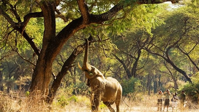 Elephant | Game Drive And Rhino Walking Safari | Image #3/4 | 