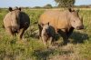 Game Drive And Rhino Walking Safari | Livingstone, Zambia