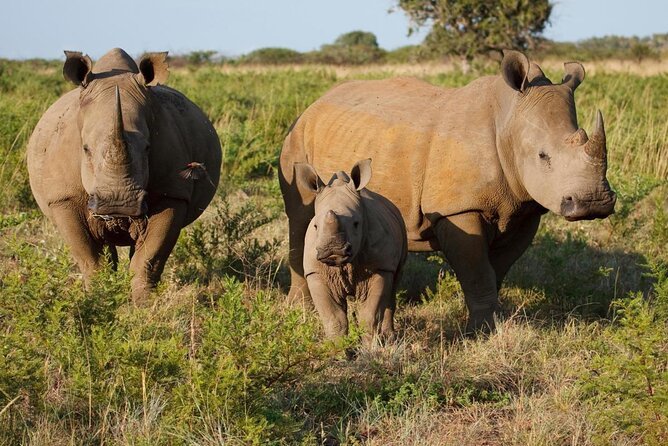 White Rhinos | Game Drive And Rhino Walking Safari | Livingstone, Zambia | Wildlife & Safari Tours | Image #1/4 | 
