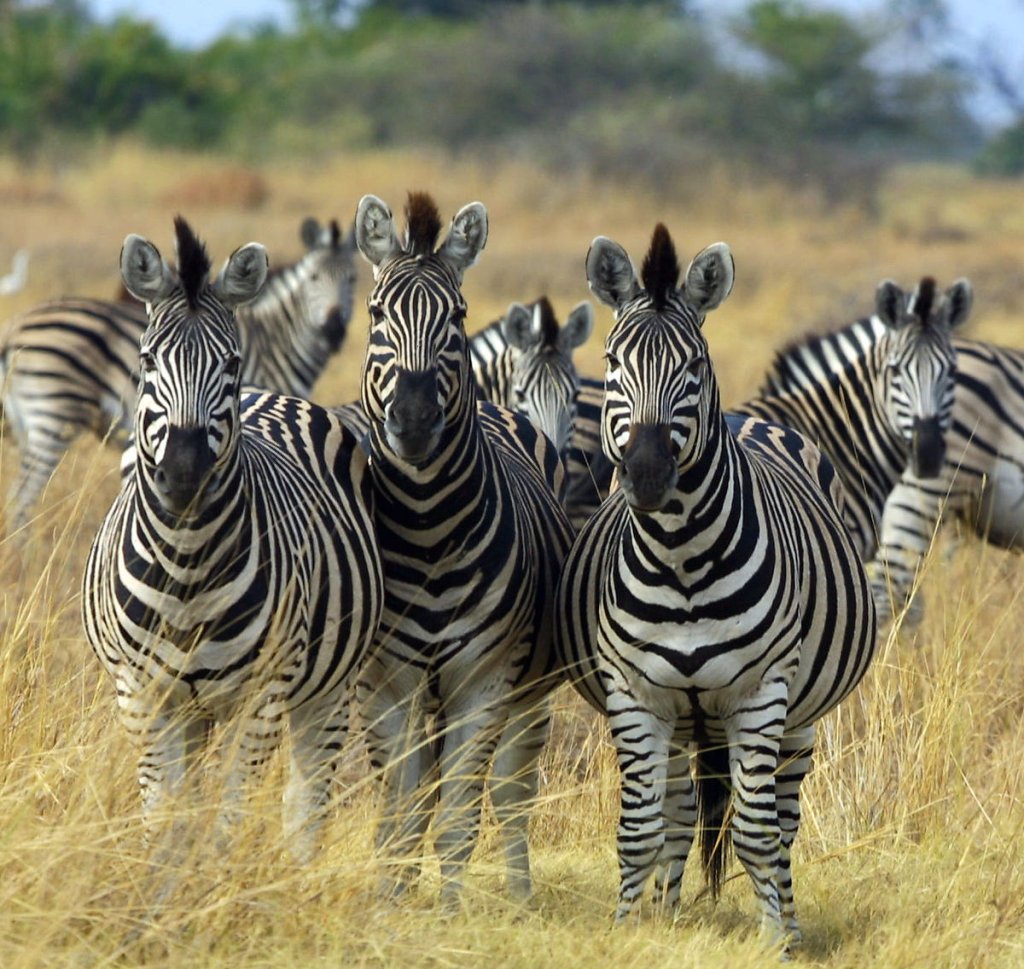 Zebra | Game Drive And Rhino Walking Safari | Image #4/4 | 