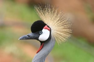 All Uganda Safaris | Kampala, Uganda | Sight-Seeing Tours