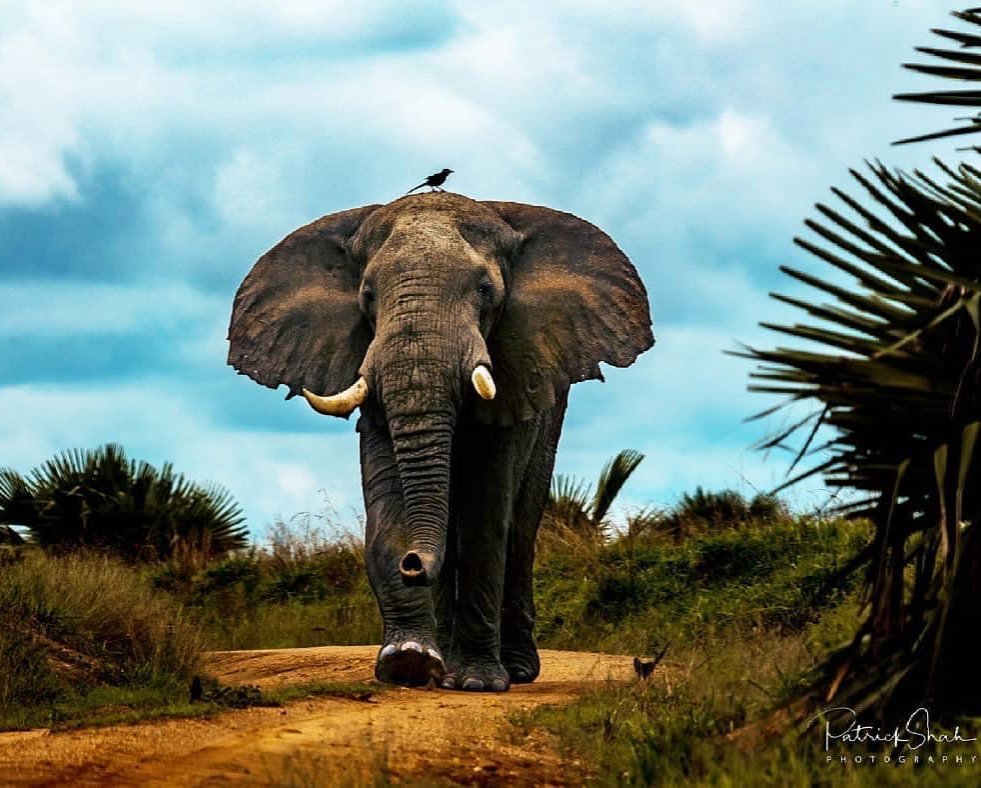 All Uganda Safaris | Image #7/8 | 