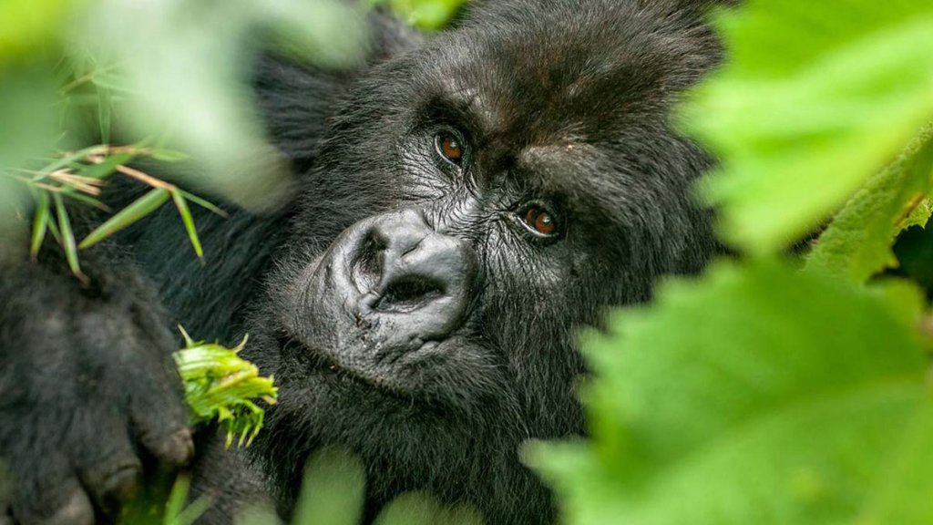 Gorilla Trekking Uganda | Traveltime Uganda | Kampala, Uganda | Wildlife & Safari Tours | Image #1/1 | 