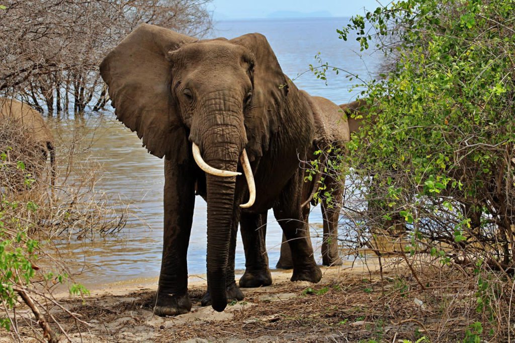 4days/3nights Tarangire .serengeti And Ngorongoro | Arush, Tanzania | Wildlife & Safari Tours | Image #1/9 | 