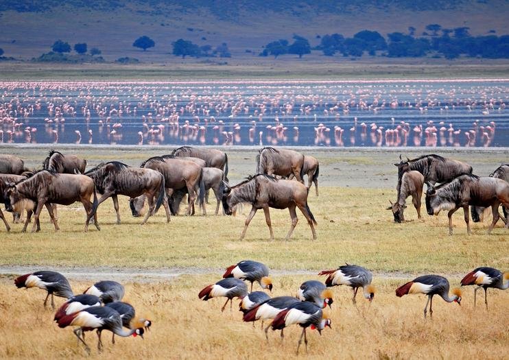 Ngorongoro Crater Rim | African Finfoot Safaris | Image #4/9 | 