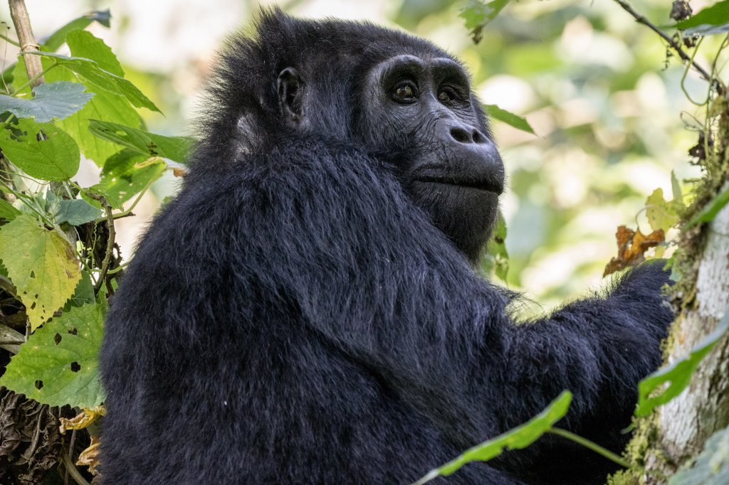 Mounatin Gorilla Trekking In Uganda | African Finfoot Safaris | Image #6/9 | 