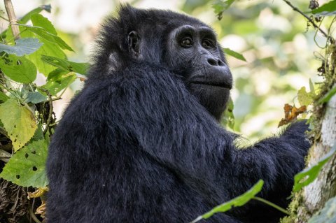 Mounatin Gorilla Trekking In Uganda