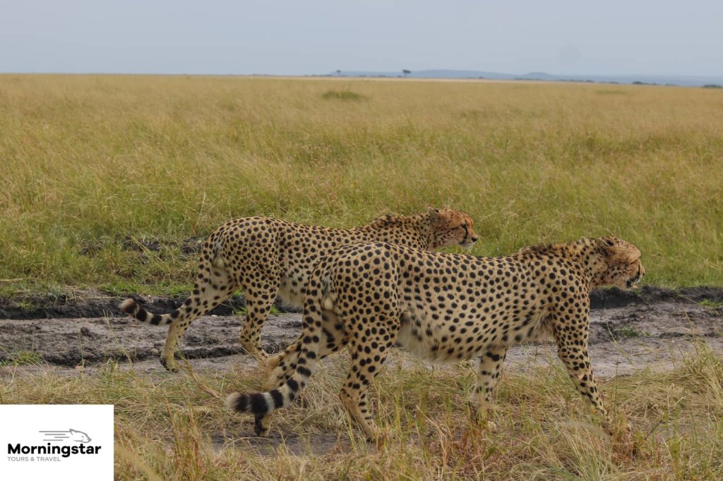 Masai Mara | 7-day Amboseli, Naivasha, Nakuru And Masai Mara | Image #4/5 | 