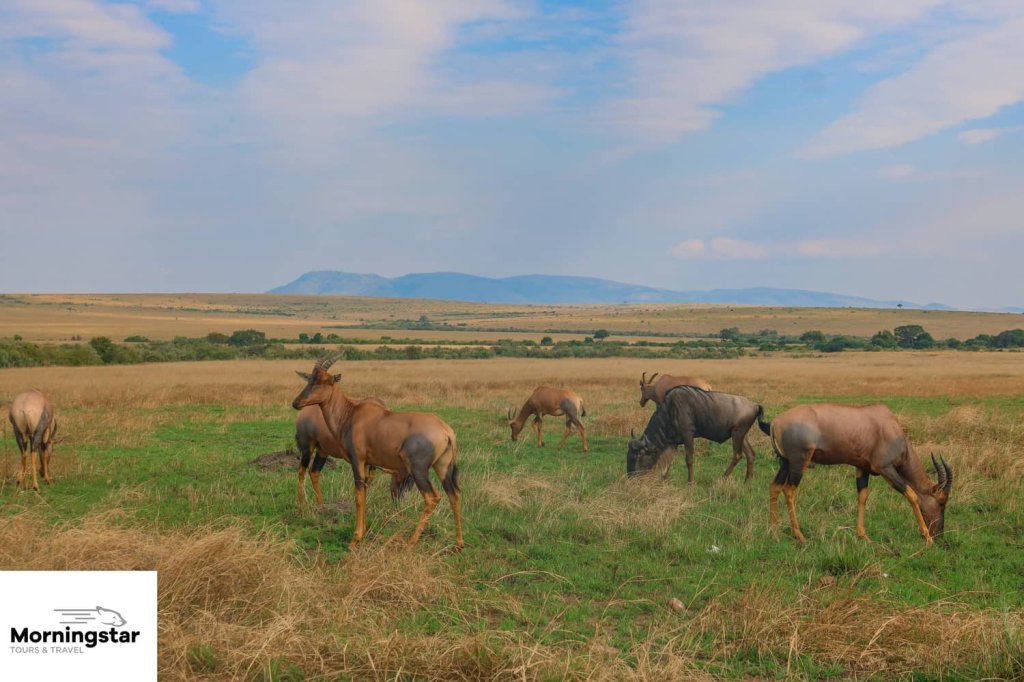 Masai Mara | 7-day Amboseli, Naivasha, Nakuru And Masai Mara | Nairobi, Kenya | Sight-Seeing Tours | Image #1/5 | 