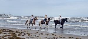 New England Ranch Horse Boarding Facility | Quincy, California | Horseback Riding & Dude Ranches