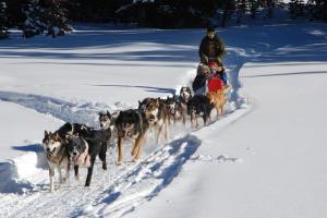 Dog Sledding in Yukon Territory