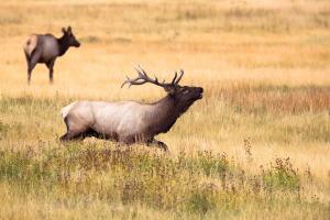 Hunting Trips in United States