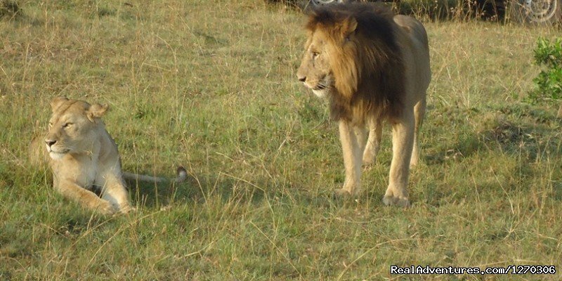 Encounters with the King of the Jungle | Trekkr Africa'Wildlife and Cultural Safaris' | Nairobi, Kenya | Wildlife & Safari Tours | Image #1/3 | 