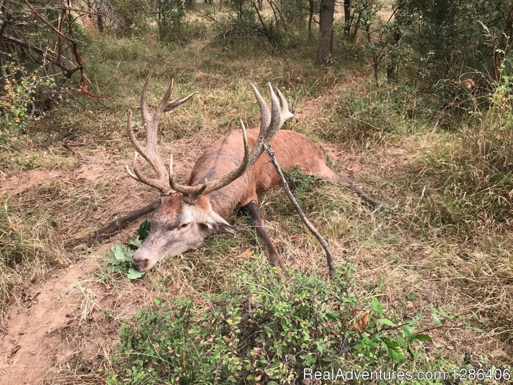 Red Deer Hunting Trips in Bulgaria | Plovdiv, Bulgaria Hunting Trips