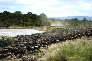 6 days Safari - Northbound Wildlife Migration