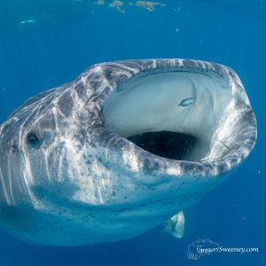 Snorkel With Whale Sharks Multi Day Eco Tour | Isla Mujeres, Mexico Scuba Diving & Snorkeling | Great Vacations & Exciting Destinations